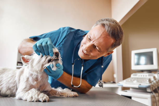 Best Broken or Chipped Tooth Repair in Pine Grove, PA